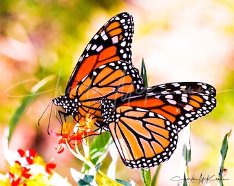 Monarch Butterflies in a Meadow on Canvas mounted on Wooden frame