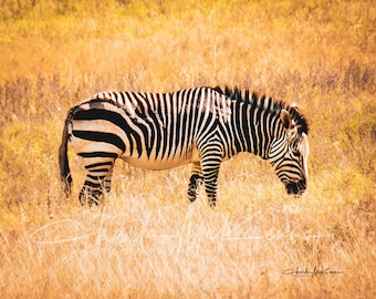 Zebra -- Canvas Print on wooden frame
