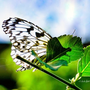 Butterfly shadow -- Paper Kite butterfly Canvas print mounted on wooden frame