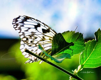 Butterfly shadow -- Paper Kite butterfly Canvas print mounted on wooden frame