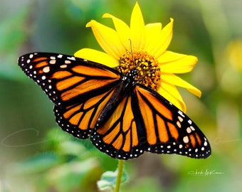 Monarch Butterfly with Yellow Flower -- Canvas print mounted on wooden frame