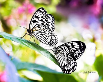 Paper Kite (black and white) Butterflies -- Canvas print mounted on wooden frame