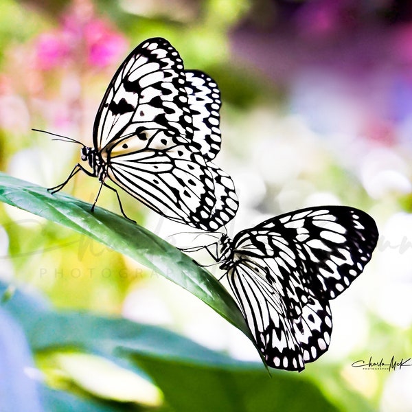 Paper Kite (black and white) Butterflies -- Canvas print mounted on wooden frame