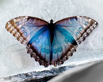 Blue Morpho on Window Canvas Print Wrapped on Wooden Frame