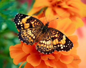 Butterfly on Marigold (Silvery Checkerspot) -- Canvas Print mounted on wooden frame