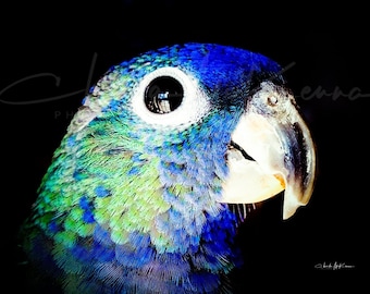 Parrot Canvas Print mounted on wooden frame