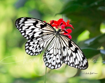 Black and White Butterfly -- Canvas print of Paper Kite butterfly on wooden frame