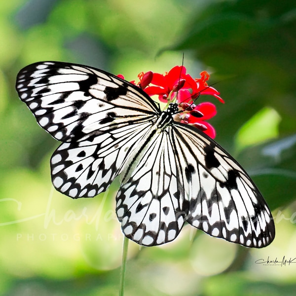 Black and White Butterfly -- Canvas print of Paper Kite butterfly on wooden frame
