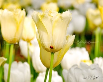 Yellow Tulips with Ladybug -- Canvas print mounted on wooden frame