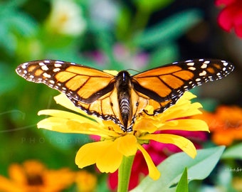 Monarch Butterfly (spread wing) Canvas Print mounted on wooden frame