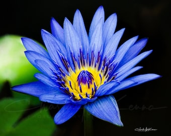 Blue Water Lily -- Canvas print mounted on wooden frame