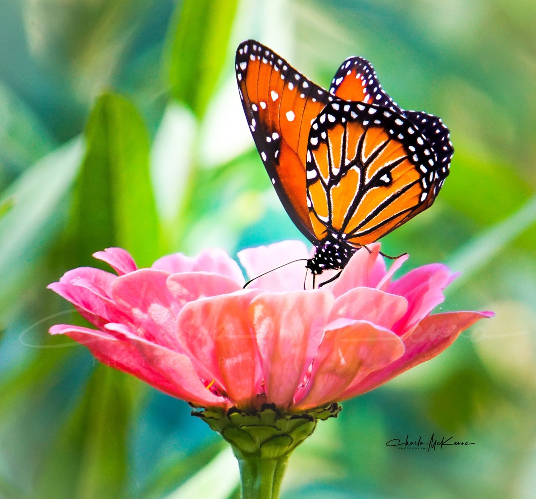 Queen Butterfly on Pink Zinnia -- Canvas Print Wrapped on Wooden