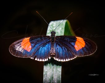 Black and Orange (Small Postman) Butterfly --- Canvas print mounted on wooden frame