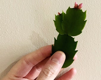 Christmas Cactus Etsy