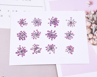 May include: Nine dried purple flowers arranged in a grid pattern on a white background. The flowers are small and delicate, with a starburst shape.