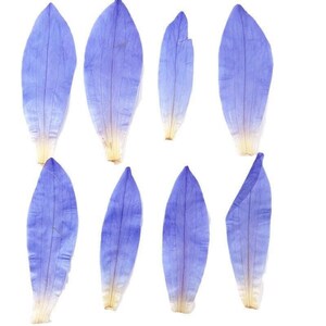 12 pcs vraies fleurs de pétales de nénuphar séchées pressées, violet pour l'artisanat d'art FHT23