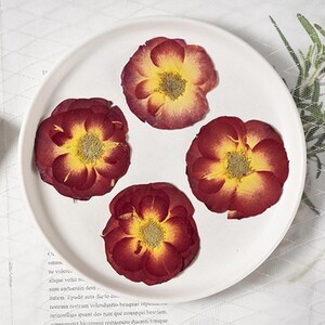 12 pcs vraies fleurs de rose pressées séchées, fourniture de fleurs pour bougie, savon, carte, tête de rose de couleur rouge pourpre naturelle FSS92