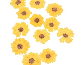 12PCS Real Pressed Dry flowers, Yellow daisy Flower supply for art candle craft FCD29