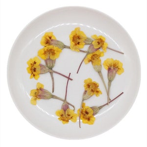 12 pcs vraie fleur de souci française séchée pressée avec tige pour l'artisanat d'art FHT19