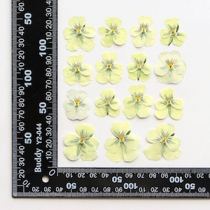 12 pcs vraies fleurs de pensées/altos séchées pressées pour l'artisanat de bougies d'art FSS47-2