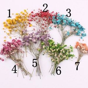 12 vraies fleurs de gypsophile pressées avec tige, disponibles en 8 couleurs FCD24