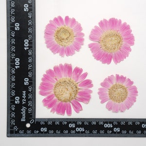 2 pcs vraies fleurs de marguerite séchées pressées, grande capitule rose pour l'art FSS26-16