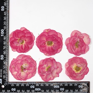 12 véritables capitules de roses pressées séchées, rose naturel FHT47