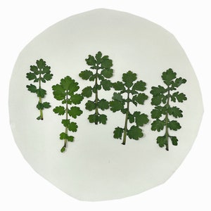 12 pièces vraies feuilles séchées pressées pour l'art, pour bougie, pour savon, herbe séchée de couleur verte FHT35