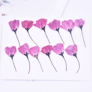 12 pcs vraies fleurs séchées pressées, fleur de cerisier rose avec tige FCD56