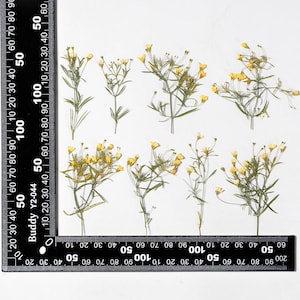 12 petites fleurs pressées côté vrai, couleur jaune avec tige de feuilles FSS103 #5