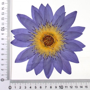 1 véritable fleur de nénuphar séchée et pressée, fleur violette pour travaux manuels d'art FHT46