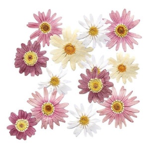 12 PCS vraies marguerites séchées pressées, fleur de marguerite de Paris pour l'artisanat d'art FSS11