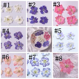 12 pcs vraies fleurs séchées pressées, 8 couleurs naturelles pour l'artisanat d'art FSS01
