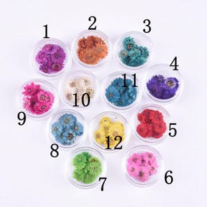 10 pcs vraies petites fleurs de marguerite pressées, 12 couleurs teintes disponibles FCD51