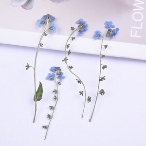 May include: Four sprigs of dried forget-me-not flowers with blue blossoms and green stems.