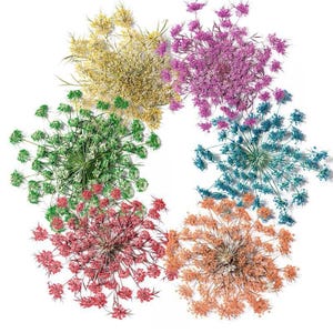 12 pcs vraies fleurs séchées pressées, 7 couleurs d'approvisionnement floral pour l'artisanat d'art FSS27
