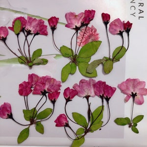 12 pcs vraies fleurs pressées, couleurs naturelles rouge rose avec tige de feuilles FHT17