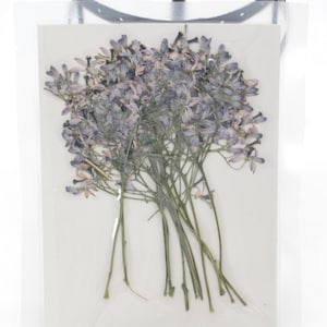 12 petites fleurs pressées côté vrai, couleur naturelle pourpre avec tige FSS104