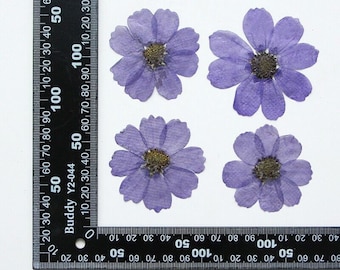 12PCS Real Pressed Dry dyed violet color Garden Cosmos flower for art, craft FSS59-13