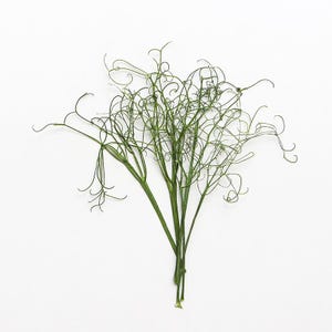12 vraies feuilles séchées pressées avec tige, semis de pois séchés, pousses de pois FSS110