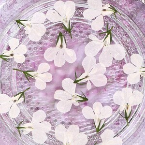 12 pièces vraies fleurs blanches séchées de Lobelia Erinus pour l'artisanat de bougies d'art FSS51
