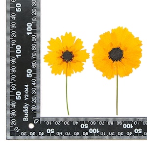 12 pcs vraies fleurs séchées pressées, fleur de marguerite jaune avec tige, fourniture pour l'artisanat de bougies d'art FSS84