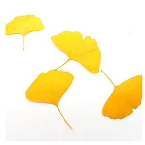 12PCS real Pressed Ginkgo leaves, natural color and dyed leaves for art FHT16