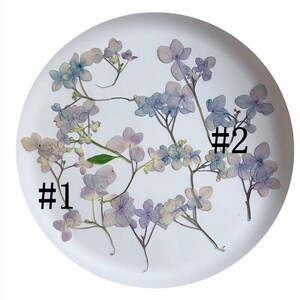 May include: A white plate with two bunches of dried hydrangea flowers. The flowers are a light purple and blue color. The plate is labeled with the numbers "#1" and "#2".