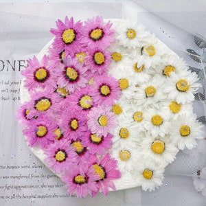 12 vraies capitules de marguerite pressées, 2 couleurs disponibles FHT04