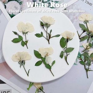 May include: Dried white rose floral specimens with green leaves and stems are arranged on a white circular surface. The text "White Rose" and "Floral specimen of dried rose with branches" are visible at the top of the image.