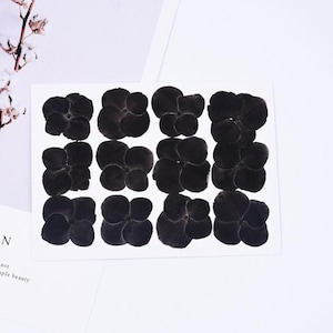 12 pcs vraies fleurs d'hortensia pressées séchées, fourniture de fleurs pour bougie, savon, carte, fleur de couleur noire teintée pour Halloween FCD68