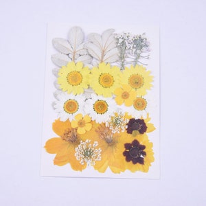 Collection de vraies fleurs séchées pressées 18 pièces, marguerite jaune, fleurs en dentelle de la reine Ann comme sur l'image FCD509