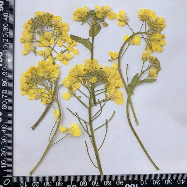 12PCS Real Pressed Dried Flower with leaves stem for art Craft, Nustard Seed Flower FHT11