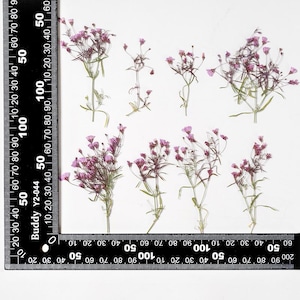 12 petites fleurs pressées côté vrai, couleur violette avec tige de feuilles FSS103 # 8